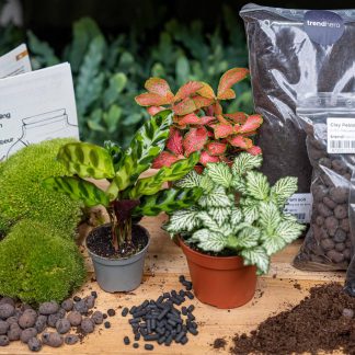 Planten terrarium pakket Calathea Lancifolia - Navulling & Startpakket- DIY