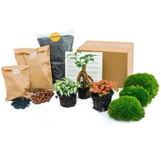 Planten terrarium navulling & Startpakket - Ficus Ginseng bonsai