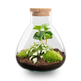 DIY terrarium – Sammie – Altezza  27 cm