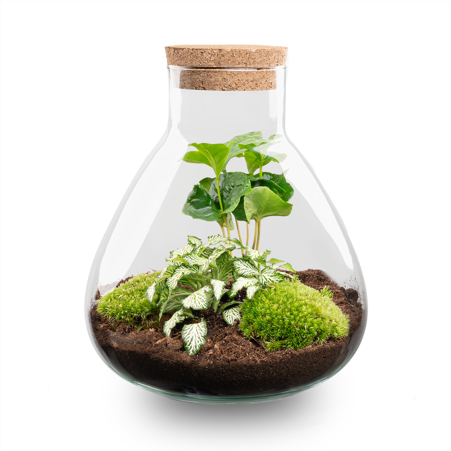 DIY terrarium – Sammie – Altezza  27 cm