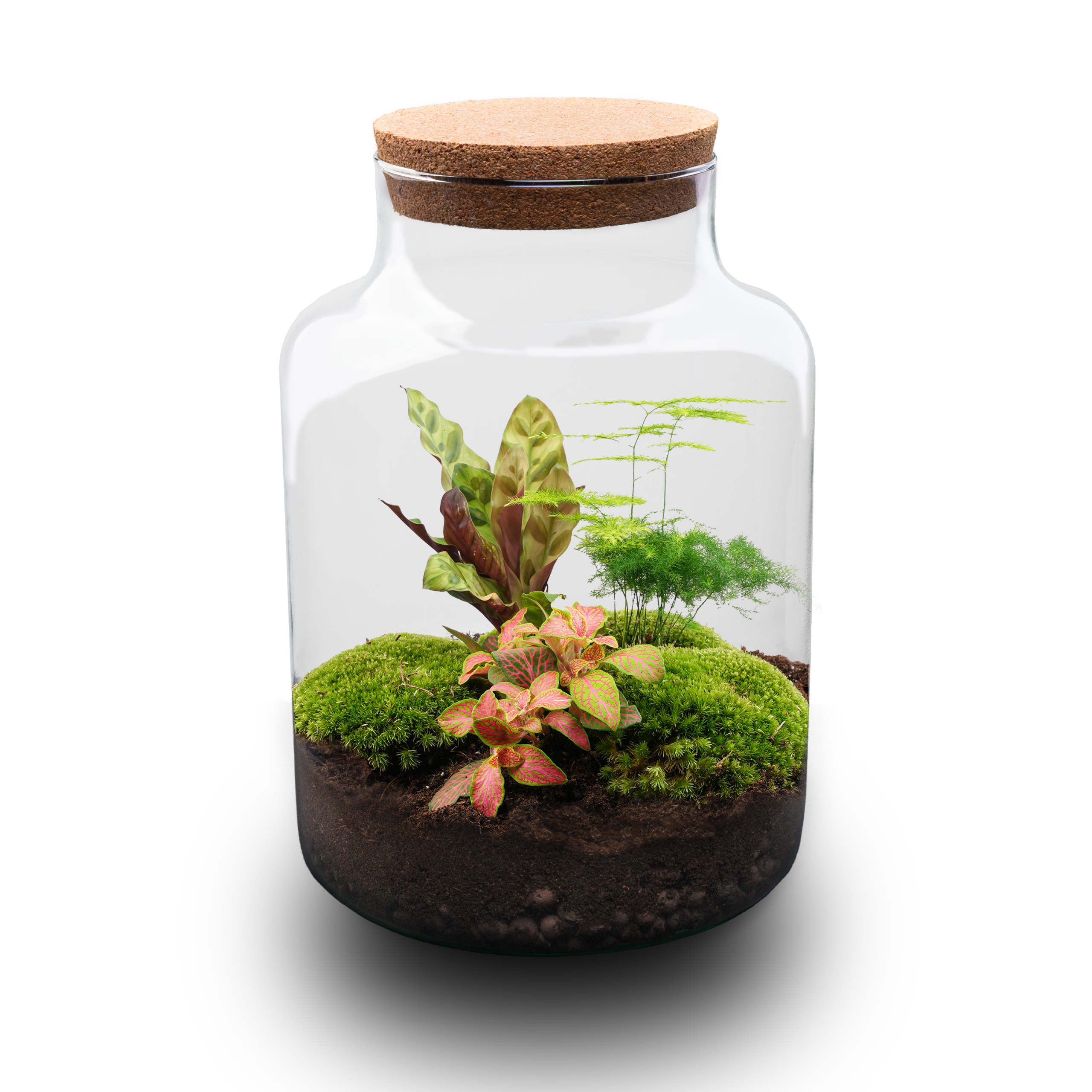 DIY terrarium – Milky – Altezza  30 cm – No tools