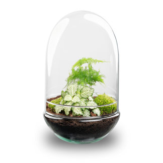 DIY terrarium - Egg XL - Altezza  30 cm