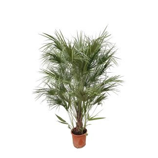 Chamaerops Humilis shrub - 170cm - Vaso 30