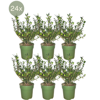 24 x Ilex crenata 'Jenny' ® - Vaso 12 cm - Altezza 20 cm