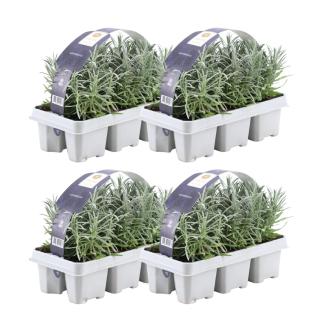 4 x 6er set Lavender angustifolia - 24 x Vaso 7 cm - Altezza 15 cm