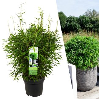 1 x Fargesia moontears 'Boobux XL - Vaso  29 cm - ↨ 70 cm