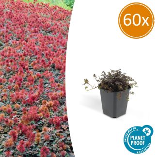 60x Acaena microphylla 'Kupferteppich' - Altezza 10-25cm - Vaso 9cm