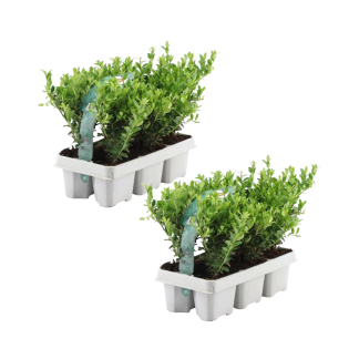 12x Ilex crenata 'Jenny' - 12 x Vaso 7 cm - Altezza 15 cm - 6 pack