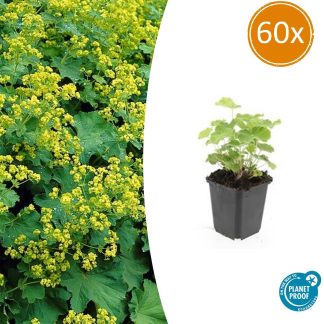60x Alchemilla mollis - Altezza 10-25cm - Vaso 9cm