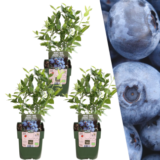 3 x Bluberry plants - Vaso  13 cm - ↨ 20 cm