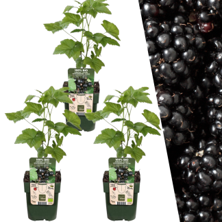 3 x Organic blackberry plants - Vaso  13 cm - ↨ 20 cm