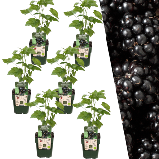 6 x Organic blackberry plants - Vaso  13 cm - ↨ 20 cm