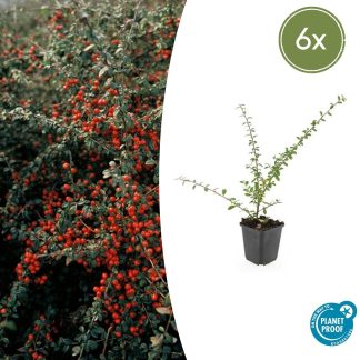 6x Cotoneaster suec. 'Coral Beauty' - Altezza 10-25cm - Vaso 9cm