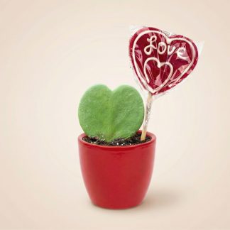 Sweetheart Plant Set - Green Mini Gift - Pot & Plant Set - Red