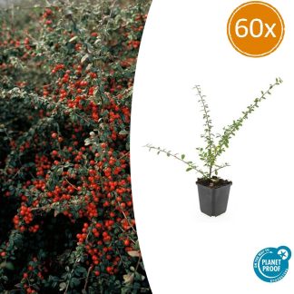 60x Cotoneaster suec. 'Coral Beauty' - Altezza 10-25cm - Vaso 9cm
