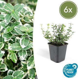6x Euonymus fort. 'Emerald Gaiety' - Altezza 10-25cm - Vaso 9cm