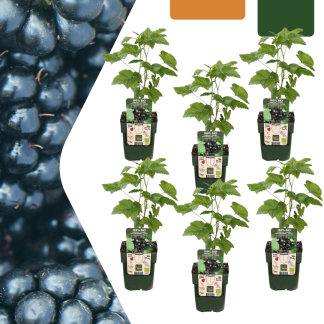 6 x Organic Blackberry Plants – Vaso  13 cm – ↨ 20 cm