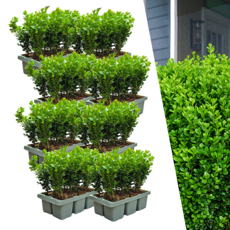 8 x 6-Pack Buxus NewGen Freedom – Hardy Evergreen Shrubs 48 x Vaso 7 cm - Altezza 15 cm | Compact Boxwood