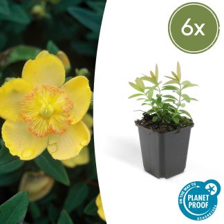 6x Hypericum calycinum - Altezza 10-25cm - Vaso 9cm