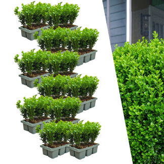 12 x 6-Pack Buxus NewGen Freedom – Hardy Evergreen Shrubs 72 x Vaso 7 cm - Altezza 15 cm | Compact Boxwood