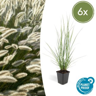 6x Pennisetum alopecuroides 'Hameln' - Altezza 10-25cm - Vaso 9cm