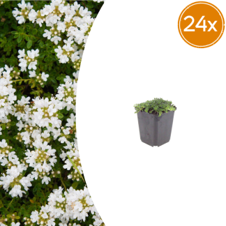 24x Thymus praecox 'Albiflorus' - Altezza 10-25cm - Vaso 9cm