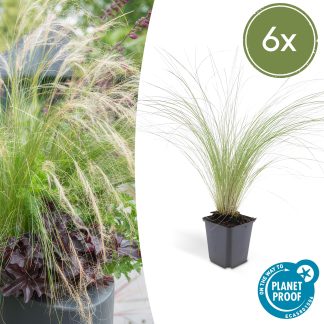 6x Stipa tenuissima 'Ponytails' - Altezza 10-25cm - Vaso 9cm