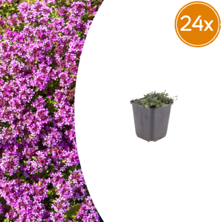24x Thymus praecox 'Coccineus' - Altezza 10-25cm - Vaso 9cm