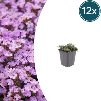 12x Thymus praecox 'Purple Beauty' - Altezza 10-25cm - Vaso 9cm