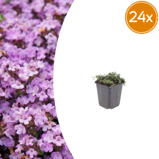 24x Thymus praecox 'Purple Beauty' - Altezza 10-25cm - Vaso 9cm