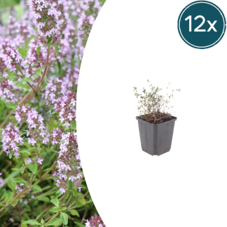 12x Thymus vulgaris - Altezza 10-25cm - Vaso 9cm