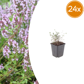 24x Thymus vulgaris - Altezza 10-25cm - Vaso 9cm