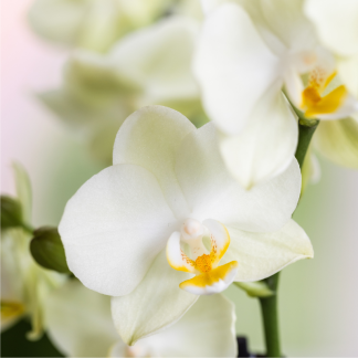 Kolibri Orchids | Bloom Sand Gift Set | Bianco Lausanne orchid Vaso 9cm + green plant Vaso 6cm – incl. decorative pots & Bianco tray – fresh from the grower