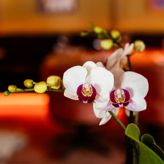 Kolibri Orchids | Gift Set Large Bianco | Gibraltar orchid Vaso 9cm + green plants – incl. decorative pots, stand & wicker tray – fresh from the grower