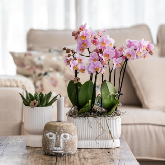 Kolibri Orchids | Pink orchid set in Diabolo Twin Pink pot | two old‑pink Treviso orchids Vaso 9cm