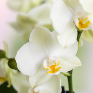Kolibri Orchids | Diabolo Twin Bianco | two Bianco Lausanne orchids Vaso 9cm