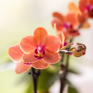 Kolibri Orchids | Orchid Set Diabolo Twin Bianco | two orange Bolzano orchids Vaso 9cm