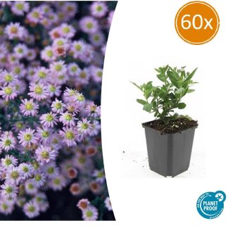 60x Aster ageratoides 'Stardust' - Altezza 10-25cm - Vaso 9cm