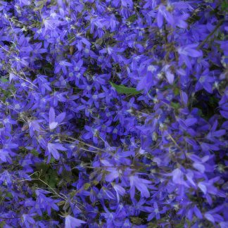 24x Campanula poscharskyana 'Stella' - Altezza 10-25cm - Vaso 9cm