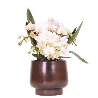 Kolibri Orchids | Scandic Copper pot Vaso 9cm met witte Nazaré orchidee – vers van de kweker