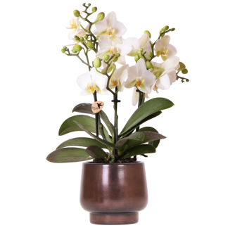 Kolibri Orchids | Scandic Copper pot Vaso 9cm with white Lausanne orchid – fresh from the grower