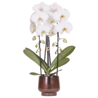 Kolibri Orchids | Scandic Copper pot Vaso 12cm Biancoh Bianco Niagara Falls orchid – fresh from the grower