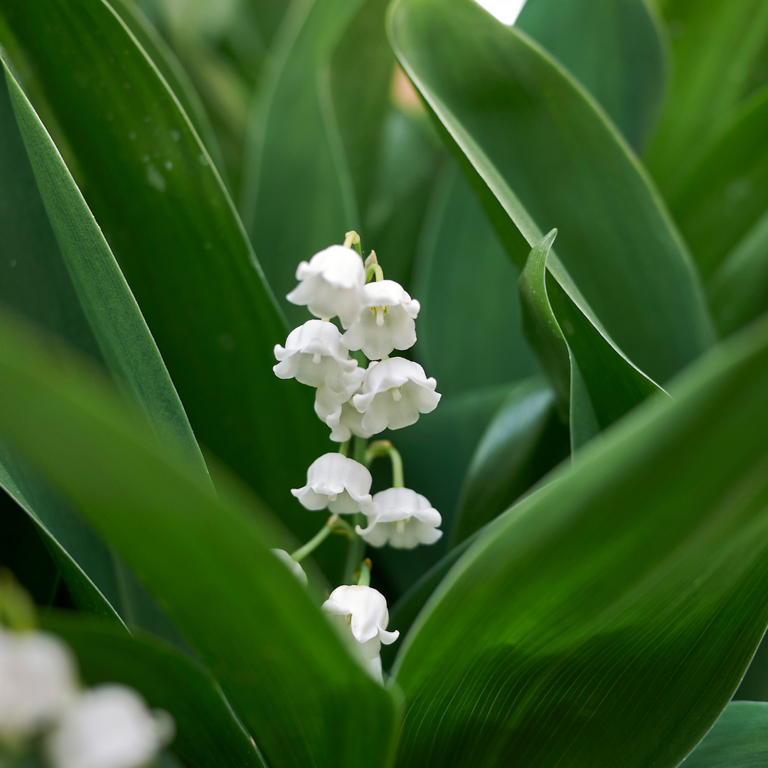 48x Convallaria majalis – Altezza 10-25cm – Vaso 9cm