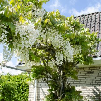 Wisteria floribunda 'Longissima Alba' - Bianco rain - Vaso 15cm - Altezza 65cm