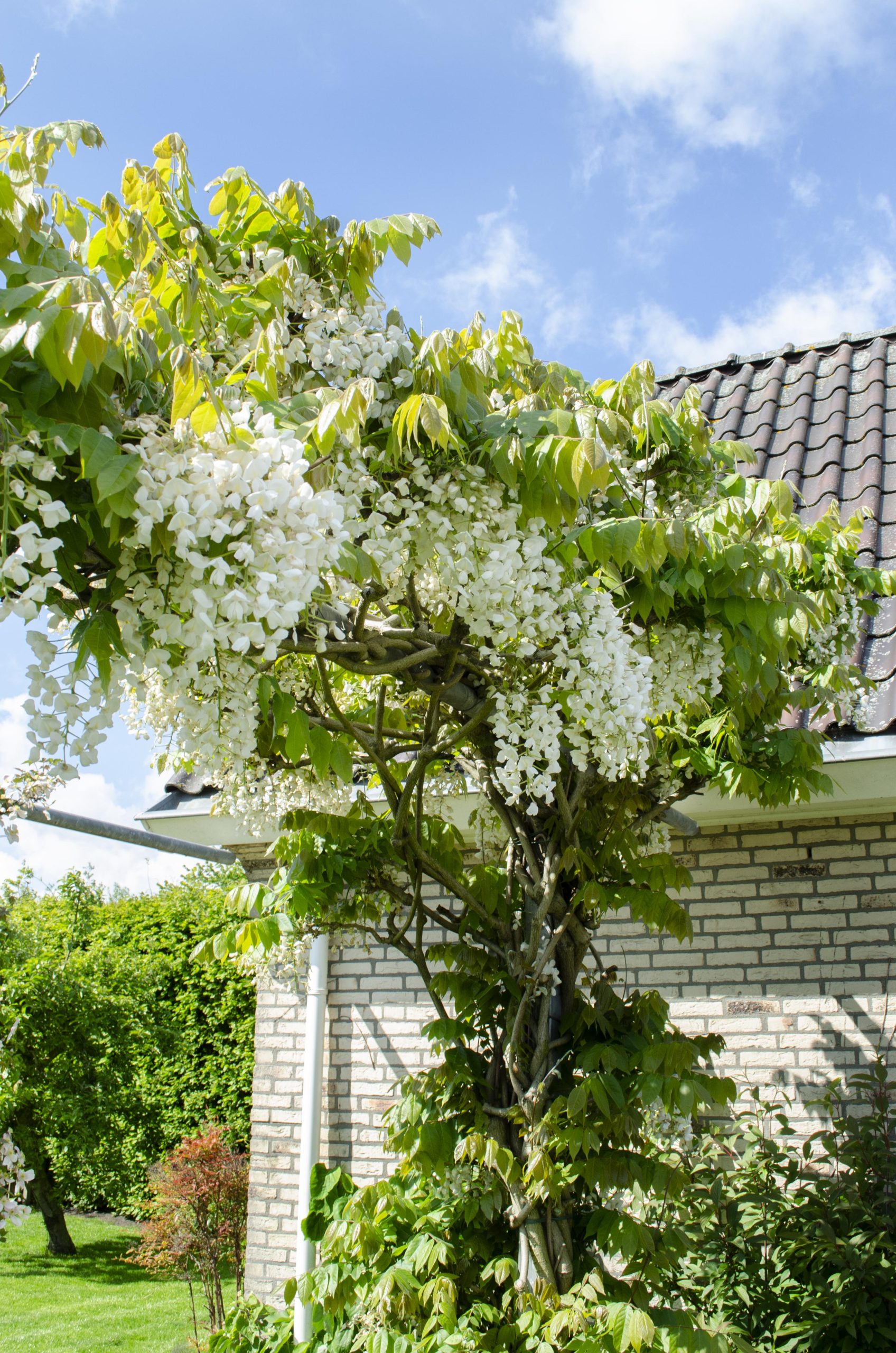 Wisteria floribunda ‘Longissima Alba’ – Bianco rain – Vaso 15cm – Altezza 65cm