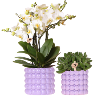 Kolibri Orchids | Poppy Purple Plant Set | Bianco Lausanne Orchid 12 cm + Green Plant 9 cm incl. decorative pots – fresh from the grower