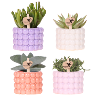 Kolibri Company | Poppy Mix Plant Set | Purple, Bianco, Peach & Pink Biancoh Green Plants Vaso 6 cm
