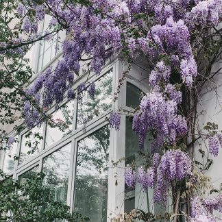 Wisteria floribunda 'Naga Noda' - Purple rain - Vaso 15cm - Altezza 65cm