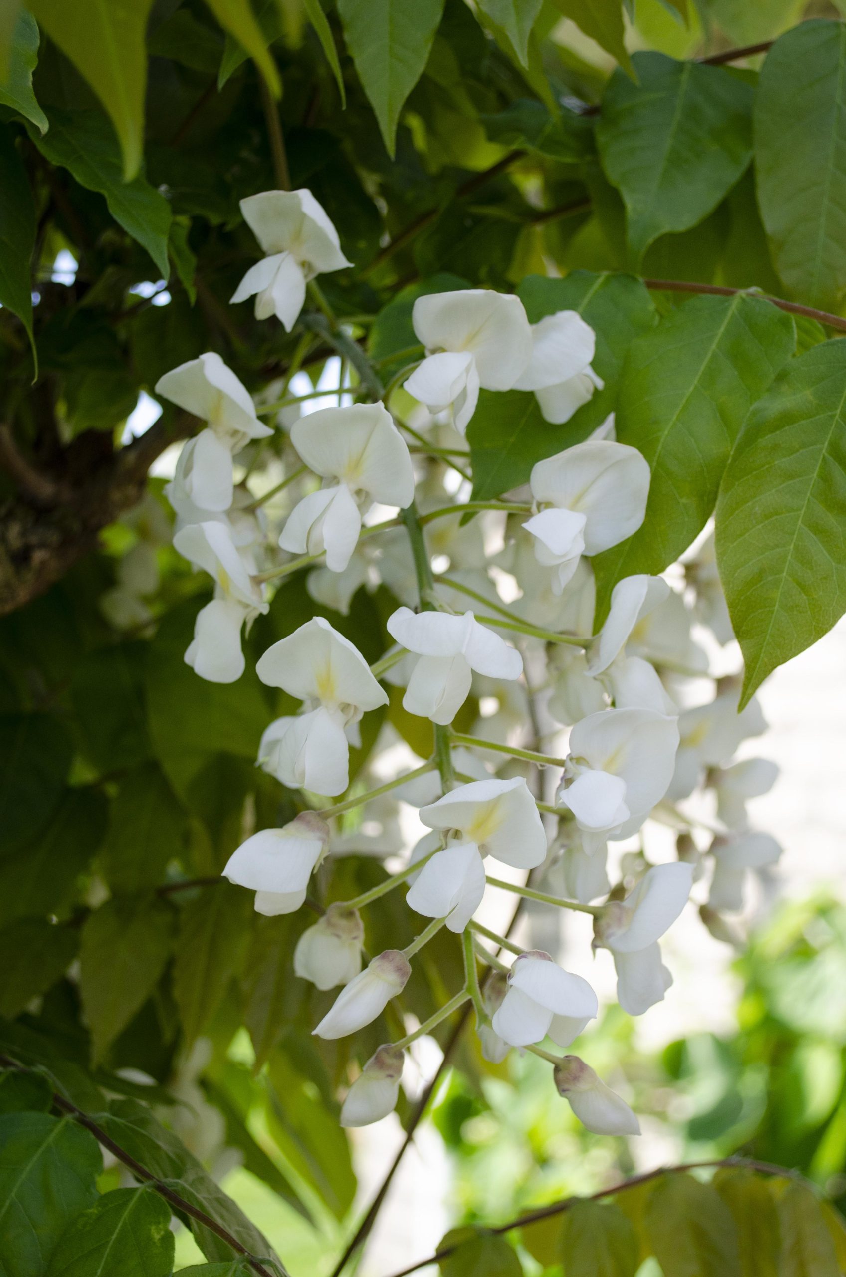 2x – Wisteria floribunda ‘Longissima Alba’ – ↨65cm – Vaso 15