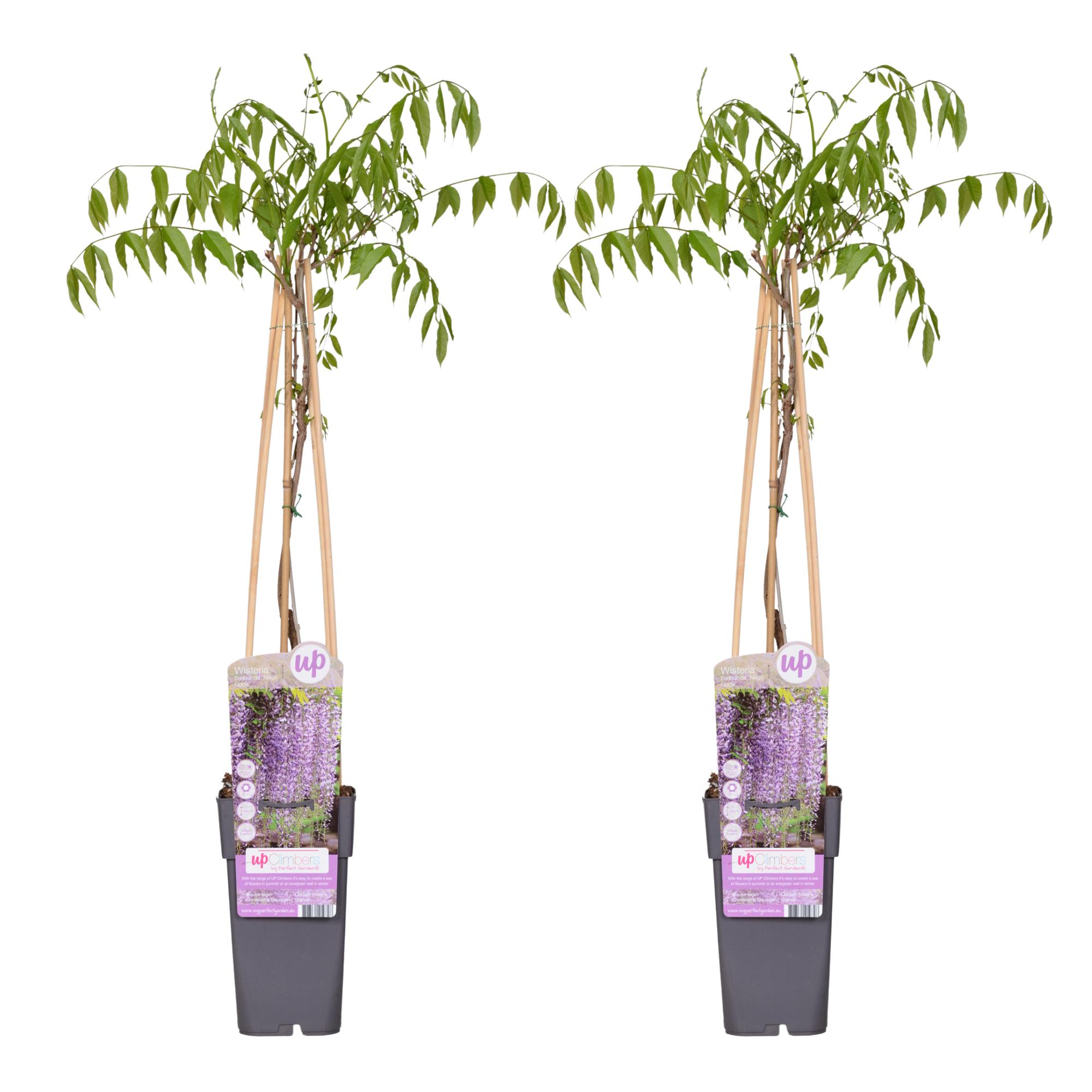 2x – Wisteria floribunda ‘Naga Noda’ – ↨65cm – Vaso 15